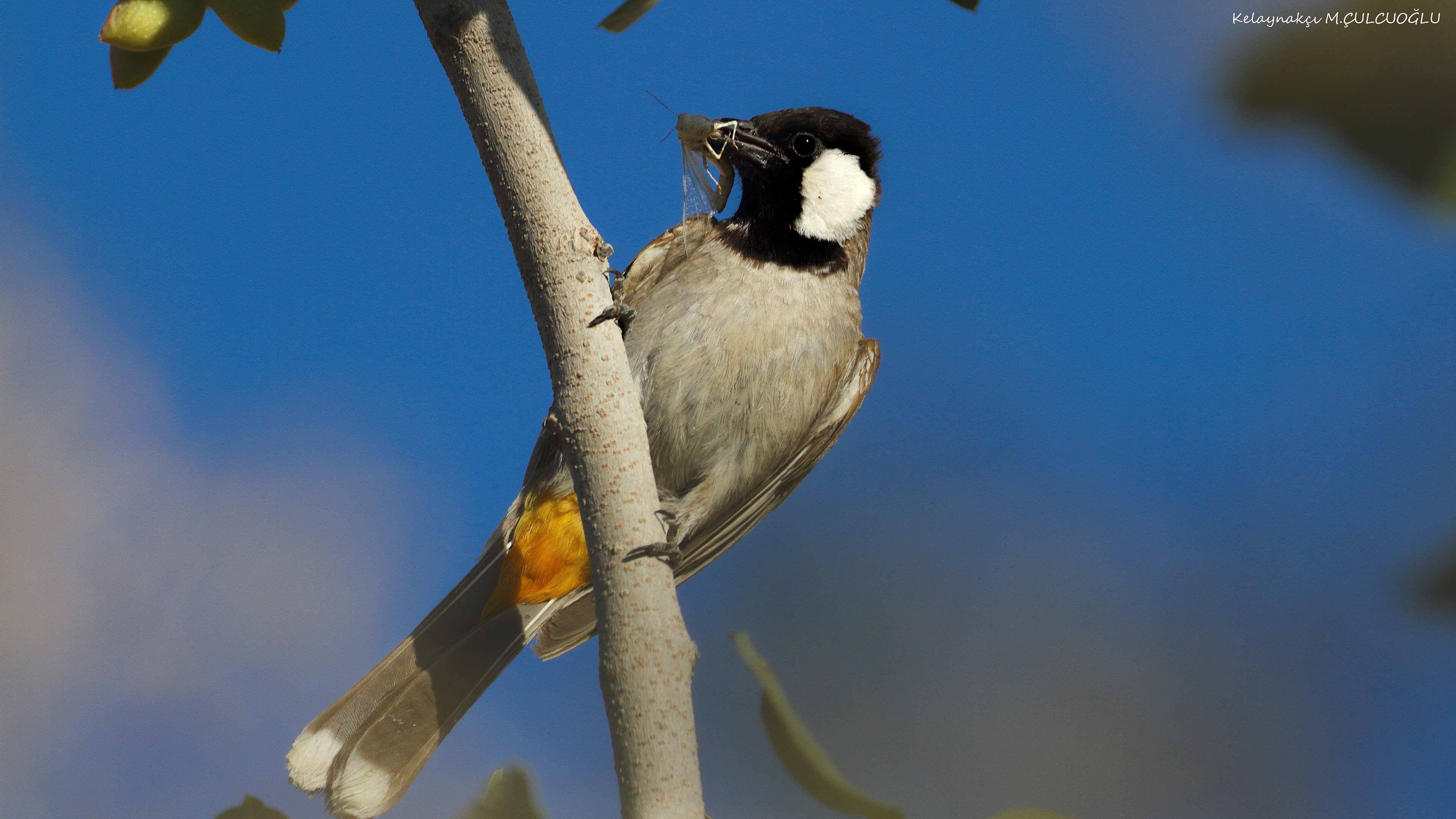 White-eared Bulbul